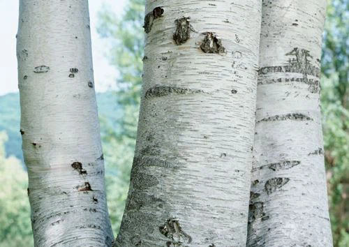 Birch Bark