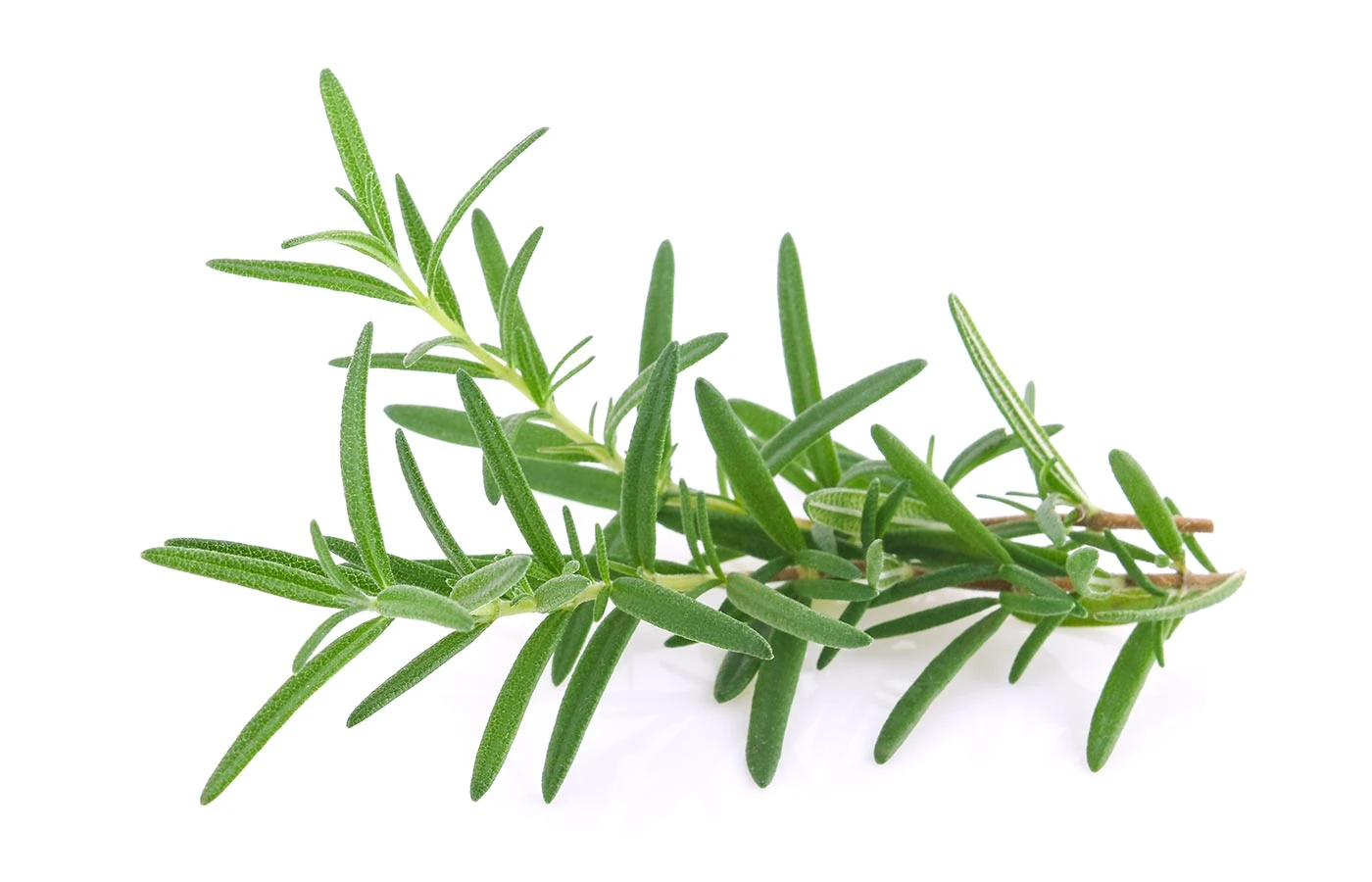 where to buy rosemary extract where to buy rosemary extract