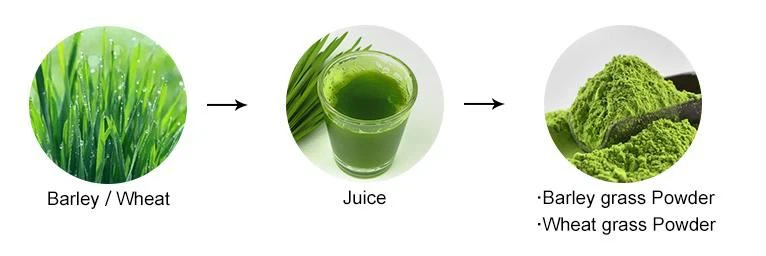 Barley Grass Powder supplier