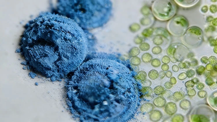 Galdieria-Extract-Powder Galdieria-Extract-Powder
